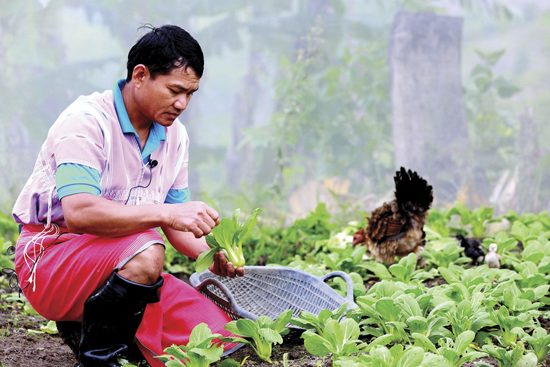 ผลิตผลจากดอยสูง โครงการหลวงเลอตอ