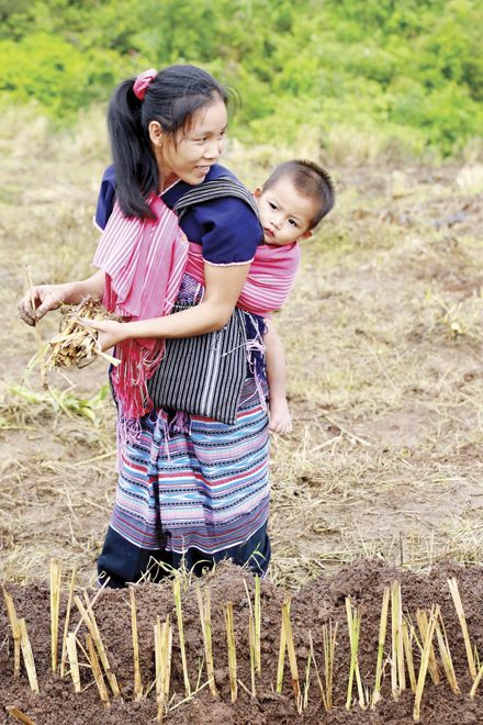 ผลิตผลจากดอยสูง โครงการหลวงเลอตอ