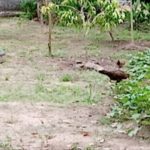 เพื่อนบ้านฉุน หมาจรบุกกัดไก่ชน ตัวเป็นหมื่น เกือบเกลี้ยงเล้า ชักปืนยิงขาพรุน