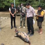 ตายรายวัน! พบอีก โลมาแถบ สัตว์หายาก ลอยตายทะเลกระบี่ เก็บชิ้นเนื้อส่งชันสูตร