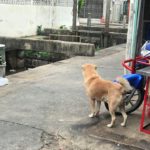 เจ้าของย้ายบ้าน ไม่เอาหมาไปด้วย ใครให้ข้าวก็ไม่กิน นั่งเฝ้ามองทางอยู่ที่เดิม 