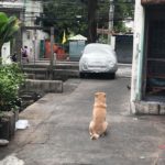 เจ้าของย้ายบ้าน ไม่เอาหมาไปด้วย ใครให้ข้าวก็ไม่กิน นั่งเฝ้ามองทางอยู่ที่เดิม 