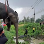รถบรรทุกชนช้างป่า เดินข้ามถนน เจ็บสาหัส ขาหลังหัก 2 ข้าง เสี่ยงหัวใจวายตายทุกนาที 