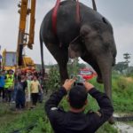 รถบรรทุกชนช้างป่า เดินข้ามถนน เจ็บสาหัส ขาหลังหัก 2 ข้าง เสี่ยงหัวใจวายตายทุกนาที 