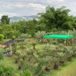 ท่องเที่ยวสวนเกษตรแบบผสมผสาน "สวนเคียงหมอก" ชิมอินทผลัมรสเลิศ