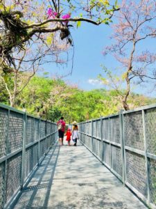 Canopy Walks เส้นทางเดินชมธรรมชาติเหนือเรือนยอดไม้ที่ยาวที่สุดในประเทศไทย