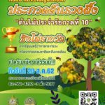 กรมป่าไม้ จัดประกวดต้นรวงผึ้ง “ต้นไม้ประจำรัชกาลที่ 10” หวังประชาชนมีส่วนร่วมอนุรักษ์