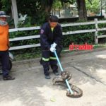 ผงะขนลุกซู่! สุดหลอนใต้ฝากระโปรง รถสตาร์ทไม่ติดเปิดดูเจองูเหลือมตัวเขื่อง(คลิป)