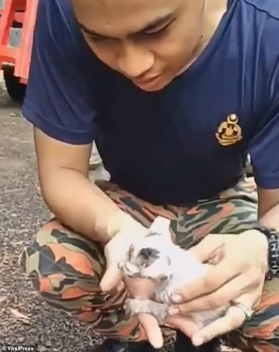 หนุ่มกู้ภัยปั๊มหัวใจลูกแมว