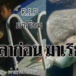 มาเรียมจากไปแล้ว ทีมแพทย์สุดยื้อ โซเชียลแห่ไว้อาลัย
