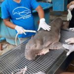 ส่งขึ้นเครื่องบินกองทัพเรือ ซากพะยูน "มาเรียม" สตัฟฟ์เก็บไว้ที่พิพิธภัณฑ์แห่งชาติ