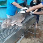 ส่งขึ้นเครื่องบินกองทัพเรือ ซากพะยูน "มาเรียม" สตัฟฟ์เก็บไว้ที่พิพิธภัณฑ์แห่งชาติ