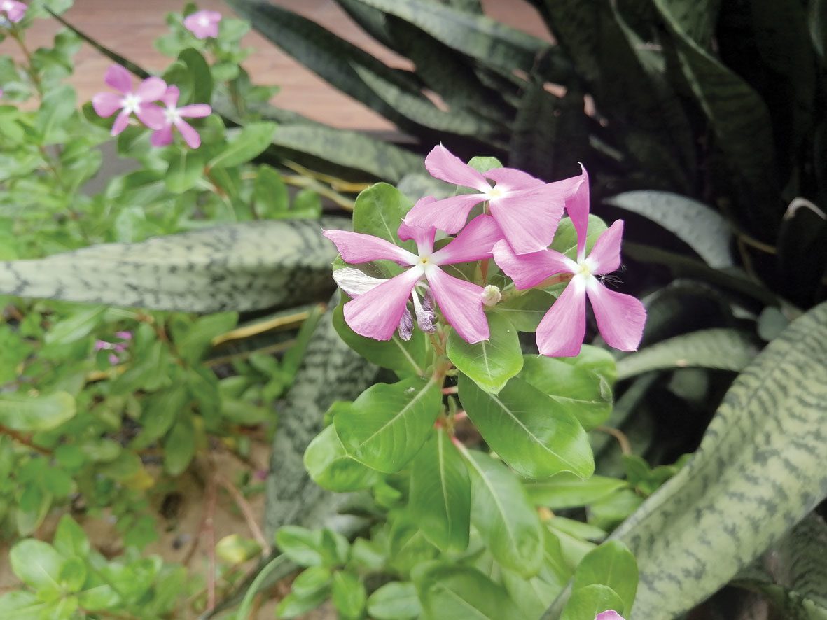 หัวเว่ย Y9 ไพรม์