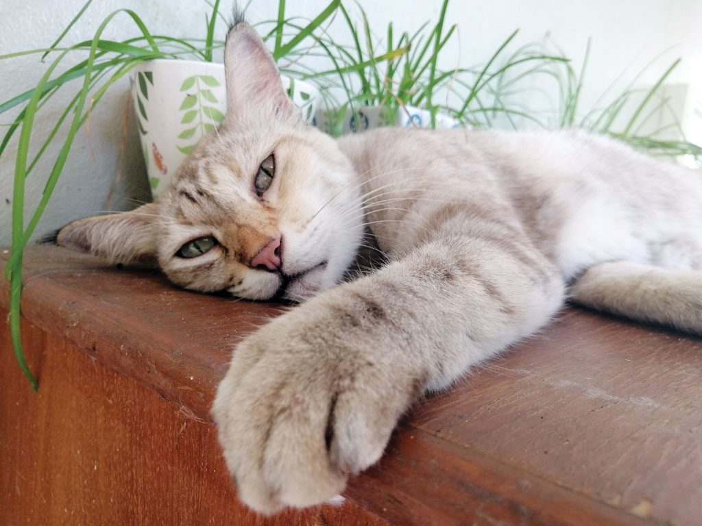 หัวเว่ย Y9 ไพรม์