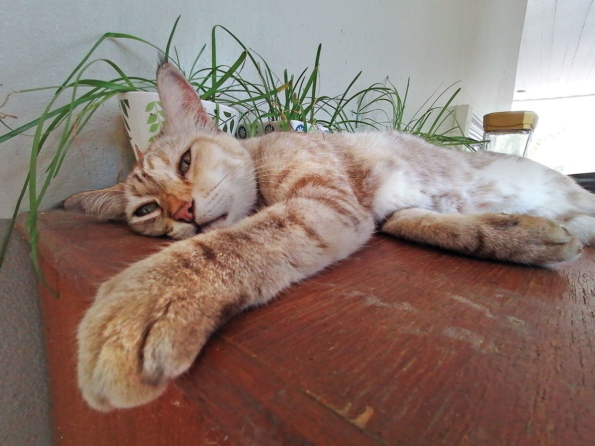 หัวเว่ย Y9 ไพรม์