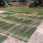 เยือนบ้านแพง-ชมวัดอลังการ เยี่ยมชุมชนทอเสื่อกกโบราณ