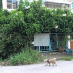 ทรมานใจ! หมา 20 ตัว ถูกขังลืมในบ้าน ผอมโซเหลือแต่หนังติดกระดูก ตายแล้ว 3