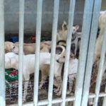 ทรมานใจ! หมา 20 ตัว ถูกขังลืมในบ้าน ผอมโซเหลือแต่หนังติดกระดูก ตายแล้ว 3