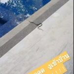 อุ้ม ลักขณา กรี๊ดหนัก งูเข้าบ้าน ตกใจ กลัว จนไม่กล้าลงสระ