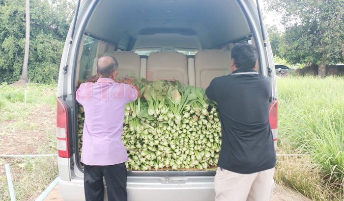 ผักปลอดสาร