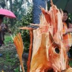 แทบหมดตัว! คาจิกิ ตีเมืองจันท์เละ โค่นต้นทุเรียน-มังคุดนับสิบไร่ หนักสุดรอบ 60ปี!