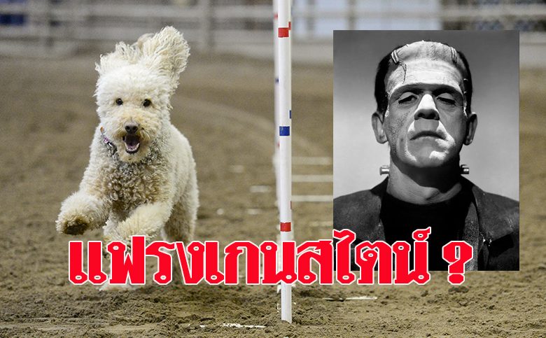 ลาบราดูเดิล คนแจ้งเกิดหมาพันธุ์นี้เสียใจ เหมือนสร้างแฟรงเกนสไตน์ขึ้นมา - ข่าวสด ลาบราดูเดิล คนแจ้งเกิดหมาพันธุ์นี้เสียใจ เหมือนสร้างแฟรงเกนสไตน์ขึ้นมา - ข่าวสด