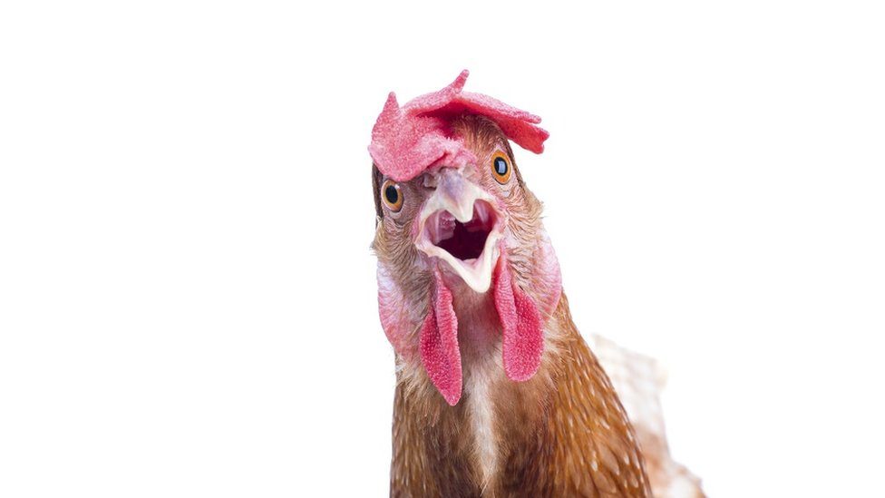 ภาพระยะใกล้ ไก่ที่กำลังมองกล้อง