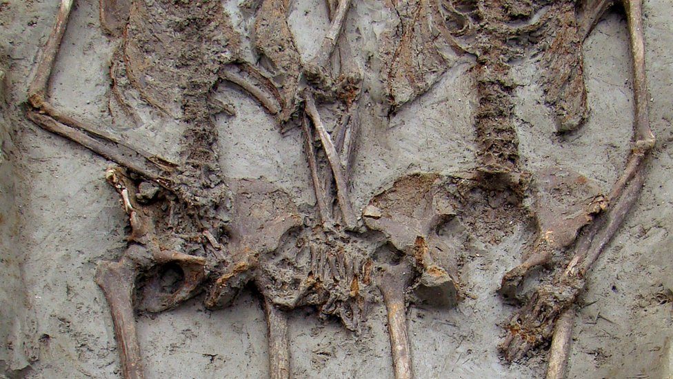 Skeletons