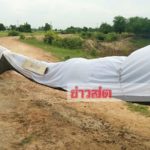 ตะลึง! ต้นตะเคียน โบราณ14ต้นมุดน้ำหนีมารวมกัน ชาวบ้านนำขึ้นฝั่ง แห่ขอโชคลาภ