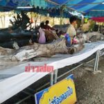 ตะลึง! ต้นตะเคียน โบราณ14ต้นมุดน้ำหนีมารวมกัน ชาวบ้านนำขึ้นฝั่ง แห่ขอโชคลาภ