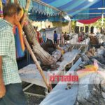 ตะลึง! ต้นตะเคียน โบราณ14ต้นมุดน้ำหนีมารวมกัน ชาวบ้านนำขึ้นฝั่ง แห่ขอโชคลาภ