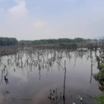 ชาวเมืองชลตะลึงประกาศขายที่ดิน 20 ไร่ในเขตป่าชายเลน 460 ล้าน