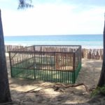 "วราวุธ" ห่วงเต่ามะเฟืองวางไข่หาดท้ายเหมืองพังงา พร้อมออนไลน์เฝ้าดู 24 ชม.