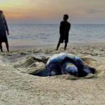 "วราวุธ" ห่วงเต่ามะเฟืองวางไข่หาดท้ายเหมืองพังงา พร้อมออนไลน์เฝ้าดู 24 ชม.