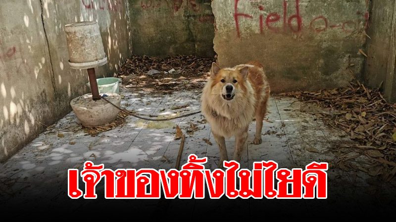 ชาวบ้านจับเจ้าอ้วนบางแก้วขัง เหตุดุมาก หลังเจ้าของย้ายบ้านแต่ทิ้งหมาไม่ใยดี ชาวบ้านจับเจ้าอ้วนบางแก้วขัง เหตุดุมาก หลังเจ้าของย้ายบ้านแต่ทิ้งหมาไม่ใยดี
