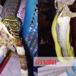 รวมหวยเด็ด เลขคำชะโนด-พะเยา เจ้าแม่ตะเคียนหินถูก100ล้าน เลขคดีดังหั่นศพแม่