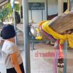 เห็นเลขชัดๆ! แห่ขอโชค เรือโบราณ วัดดังพะเยา เผย ครูบาเจ้าศรีวิชัย เคยมาสร้าง
