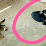 โหดแท้! เมาทุบฆ่าน้องหมาชำแหละผัดกะเพรา เศษซากกองเรี่ยราด ยังหายอีก 2