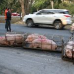 กำลังไปส่งโรงเชือด! กระบะล้อหลุดคว่ำ หมู 35 ตัว เทกระจาด เกลื่อนถนน