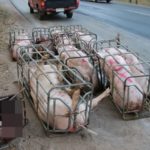 กำลังไปส่งโรงเชือด! กระบะล้อหลุดคว่ำ หมู 35 ตัว เทกระจาด เกลื่อนถนน