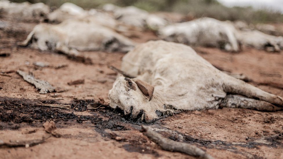 Livestock