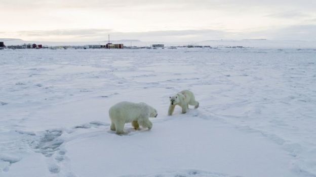 หมีขั้วโลกครึ่งร้อยบุกหมู่บ้าน