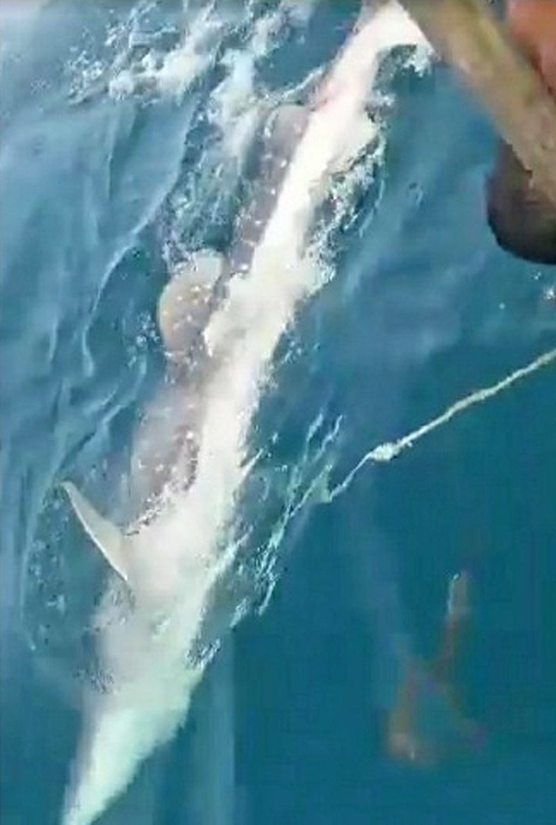 ฉลามวาฬ “เชือกพันตัว”