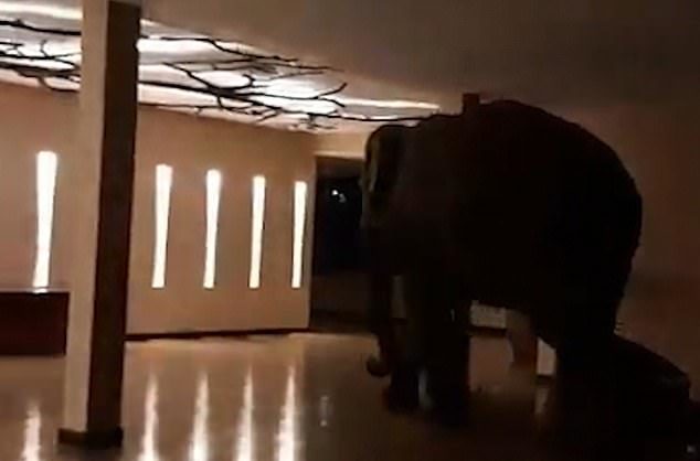 ช้างโผล่เพ่นพ่านโรงแรมหรูห้าดาว
