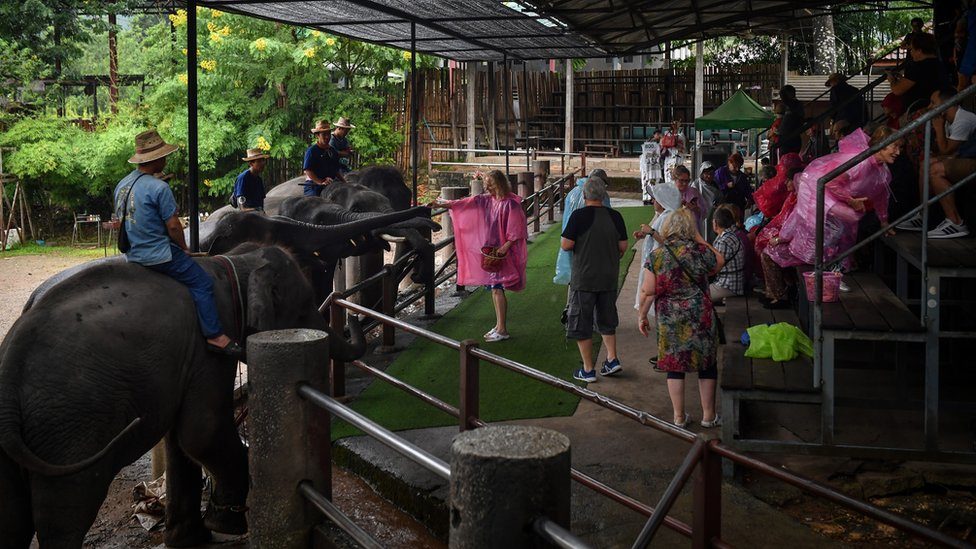นักท่องเที่ยวหลายพันคนเดินทางไปชมช้างที่ปางช้างแม่แตง จ.เชียงใหม่ ทุกวัน