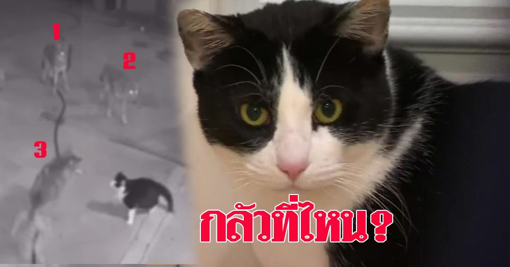 แมวสู้ฟัด เจอหมาป่า3ตัวรุม ไม่สะท้าน เผยประวัติเคยเร่ร่อนมาก่อน - ข่าวสด