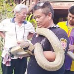 ยายผงะเข่าอ่อนรีบยกมือไหว้! บอกขอให้ไปตามทางของท่านเถิด เจอพญาบองหลายักษ์(คลิป)