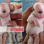 มีตาดวงเดียวกลางหน้า-ปากคล้ายลิง แห่ขอเลี้ยงลูกหมาคลอดออกมามีหน้าประหลาด