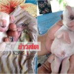 มีตาดวงเดียวกลางหน้า-ปากคล้ายลิง แห่ขอเลี้ยงลูกหมาคลอดออกมามีหน้าประหลาด