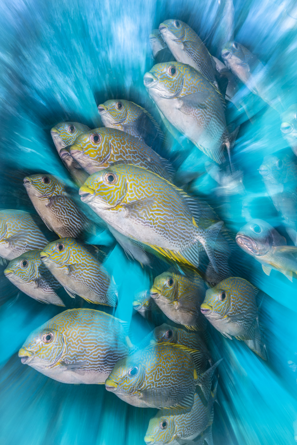 ปลาแรบบิตฟิช (Rabbitfish)
